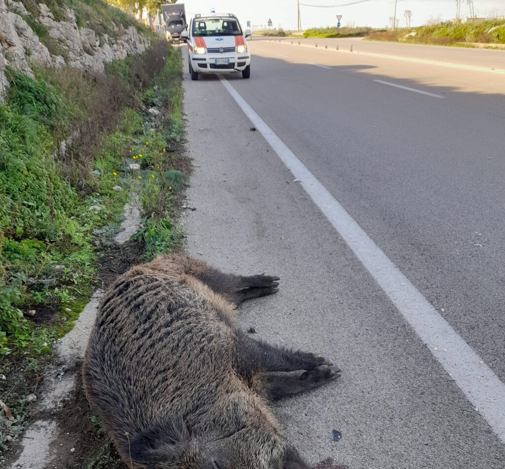 Provocano Incidenti Gravi I Cinghiali Sulle Strade Bisogna Intervenire